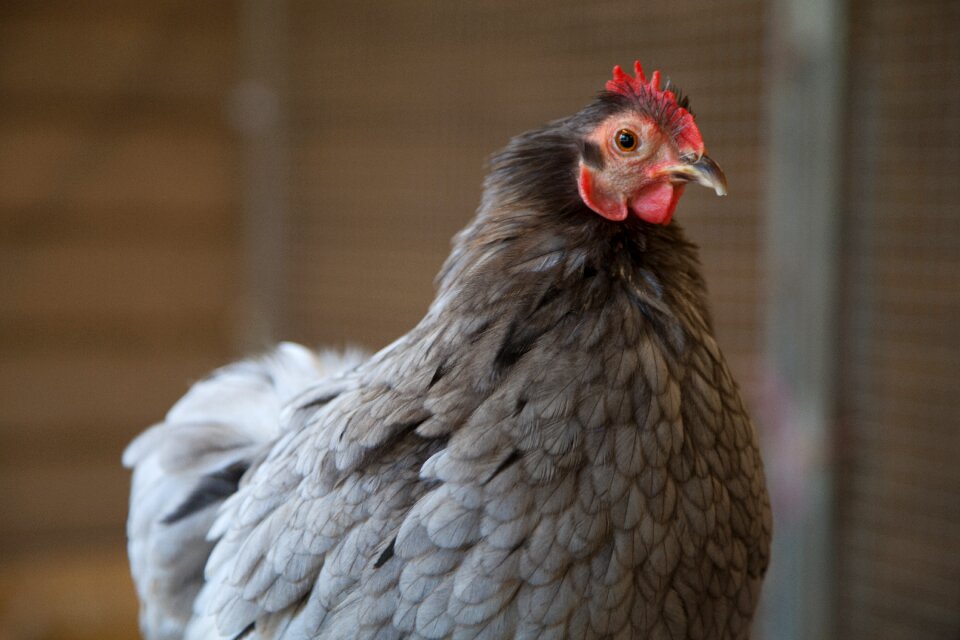 Poultry bird animal