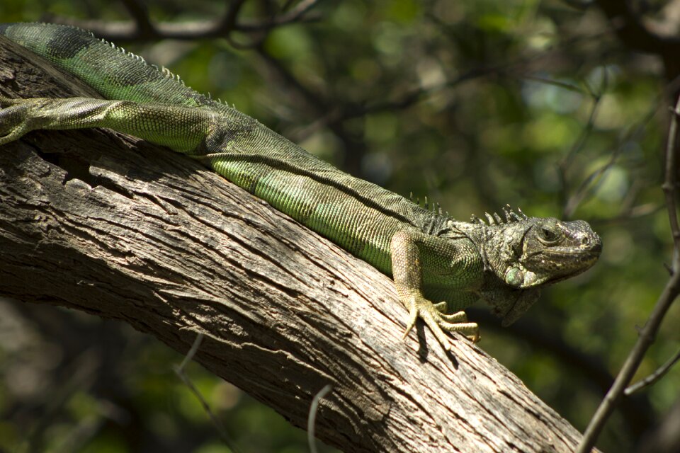 Reptile animal environment