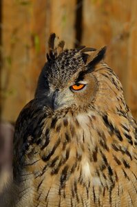 Feather nocturnal animal photo