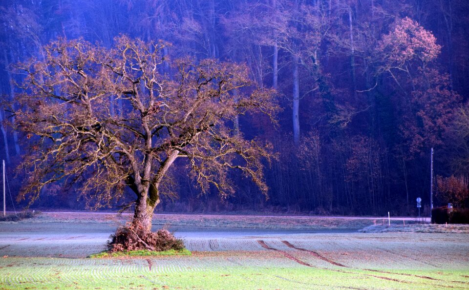 Nature field arid photo