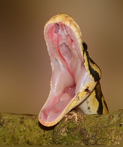 Yellow hunger macro