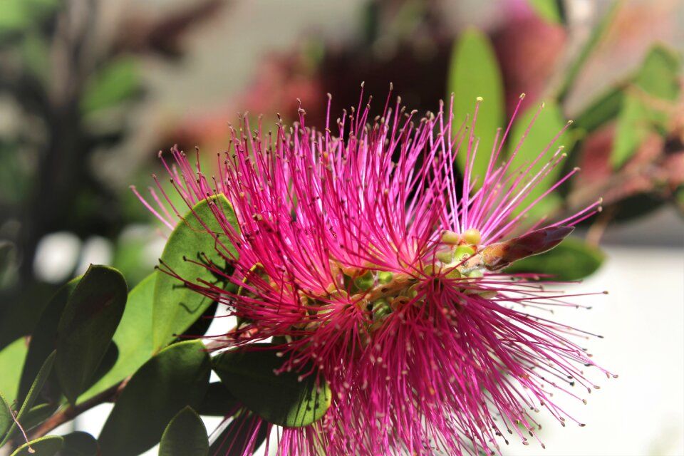 Nature glower flora