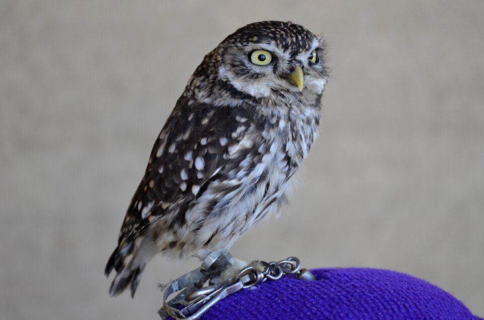 Forest nature falconry