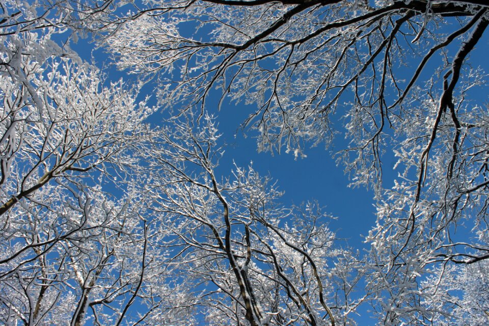 Snow white wintery