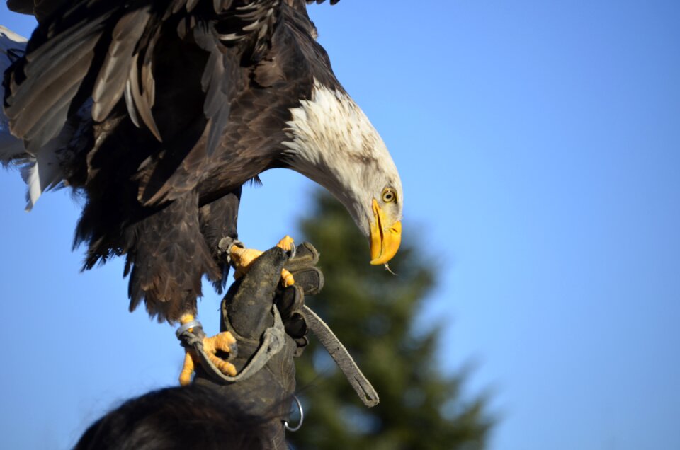 Bird bird of prey portrait