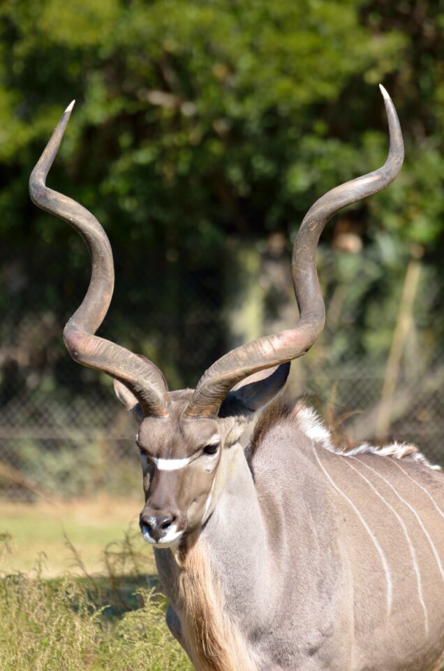 Wildlife kudu nature