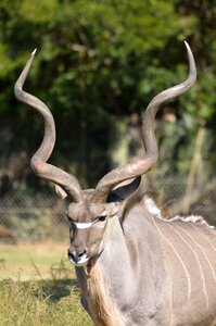 Wildlife kudu nature