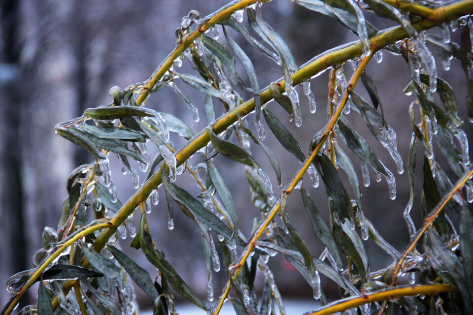 Branch frozen winter