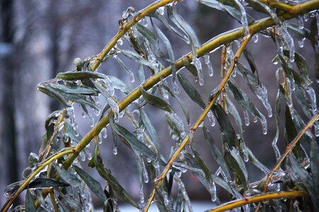 Branch frozen winter photo