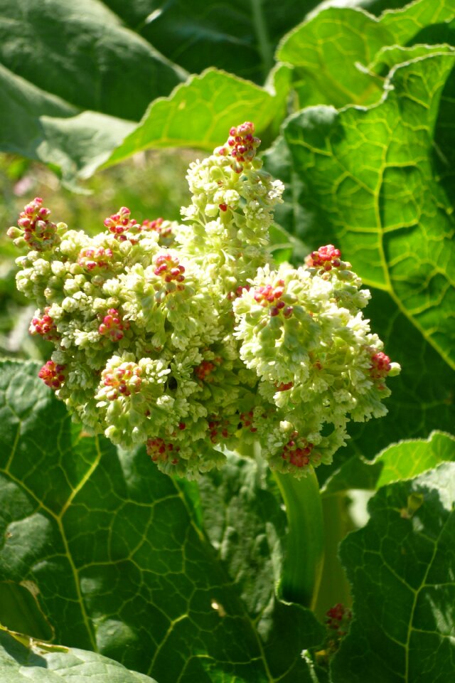 Garden vegetable garden spring