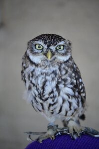Forest nature falconry