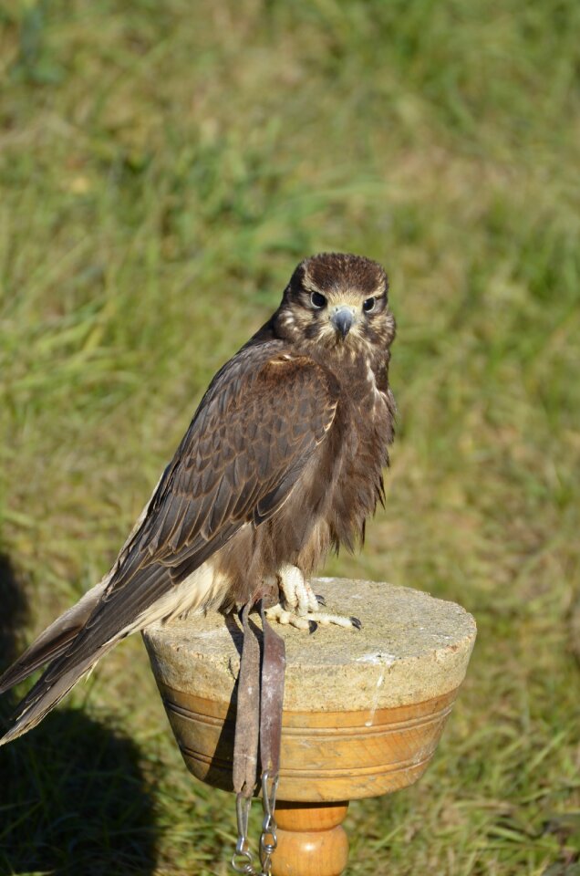 Bird raptor bird of prey