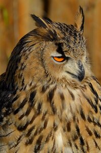 Feather nocturnal animal photo