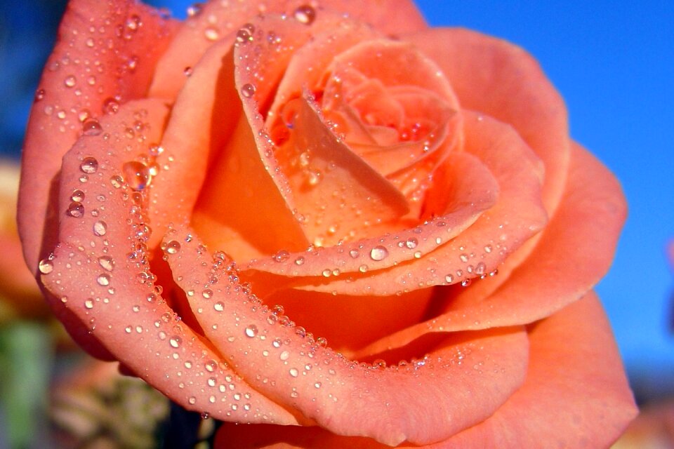 Krupnyj plan flower nature