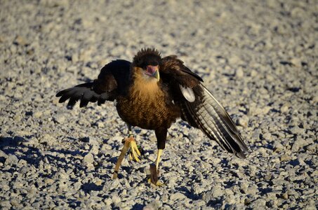 Feather bill bird of prey photo