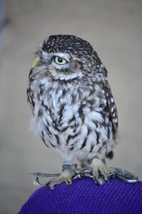 Forest nature falconry