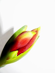 Amaryllis bloom leaves flowers
