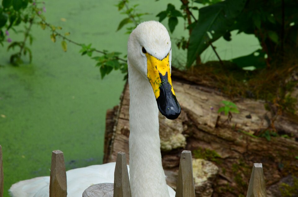 Animal wild goose poultry