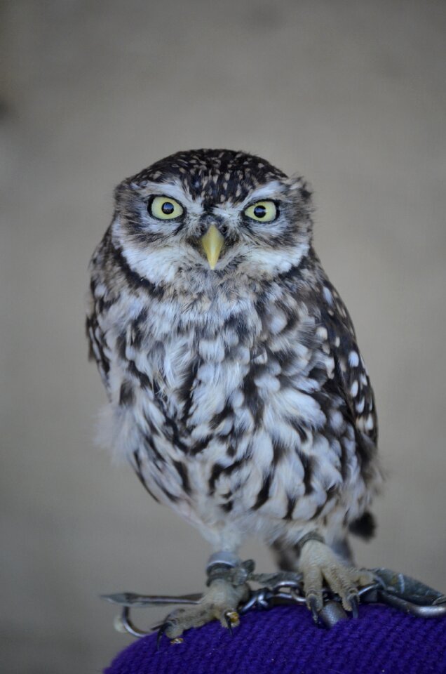 Forest nature falconry