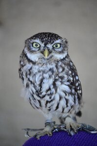 Forest nature falconry