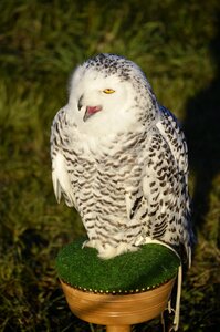 Bird raptor falconry photo