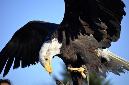 Bird bird of prey portrait