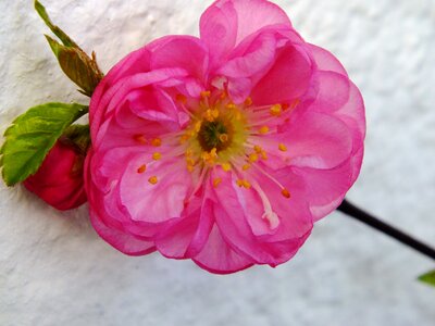 Spring awakening almond blossom ornamental shrub photo