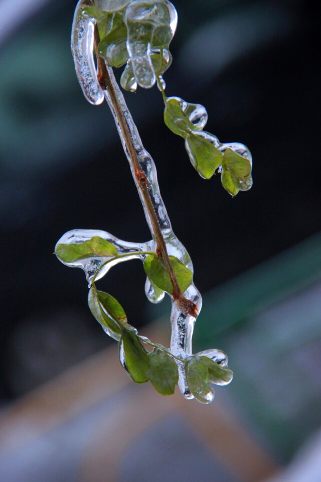 Branch frozen winter