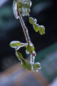 Branch frozen winter photo