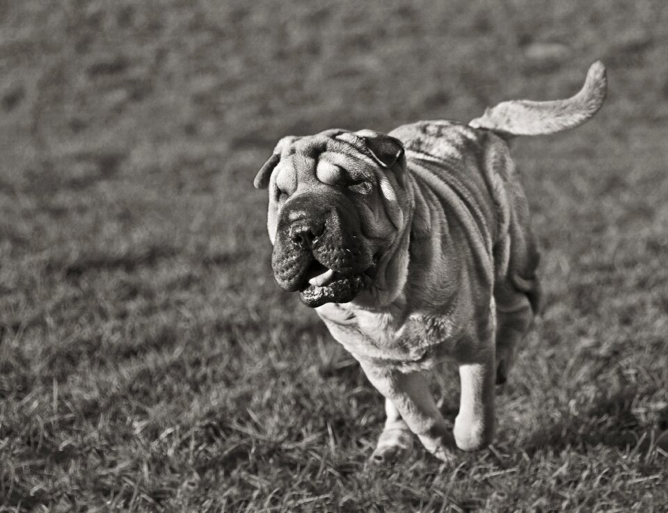 Play animal black and white