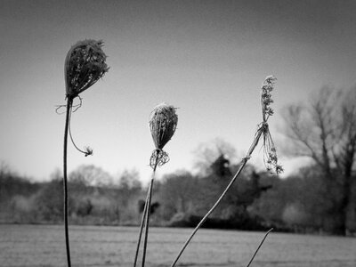 Field close up pointed flower photo