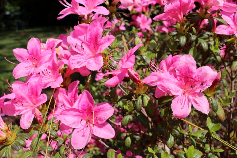 Floral spring blossom