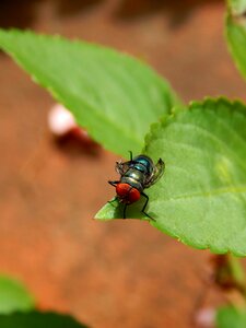 Fly first flight wings