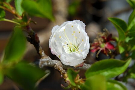 Apple blossom spring nature
