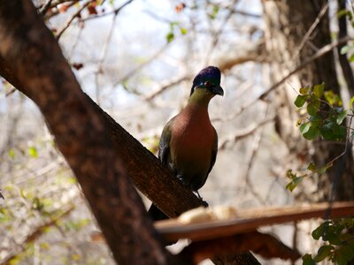 Nature africa birds