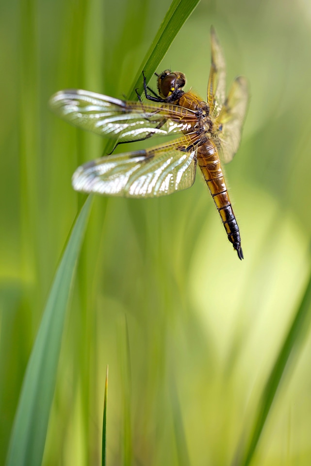 Female insect sailing dragonfly