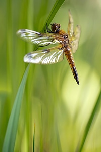 Female insect sailing dragonfly photo