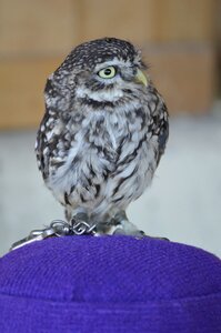 Forest nature falconry