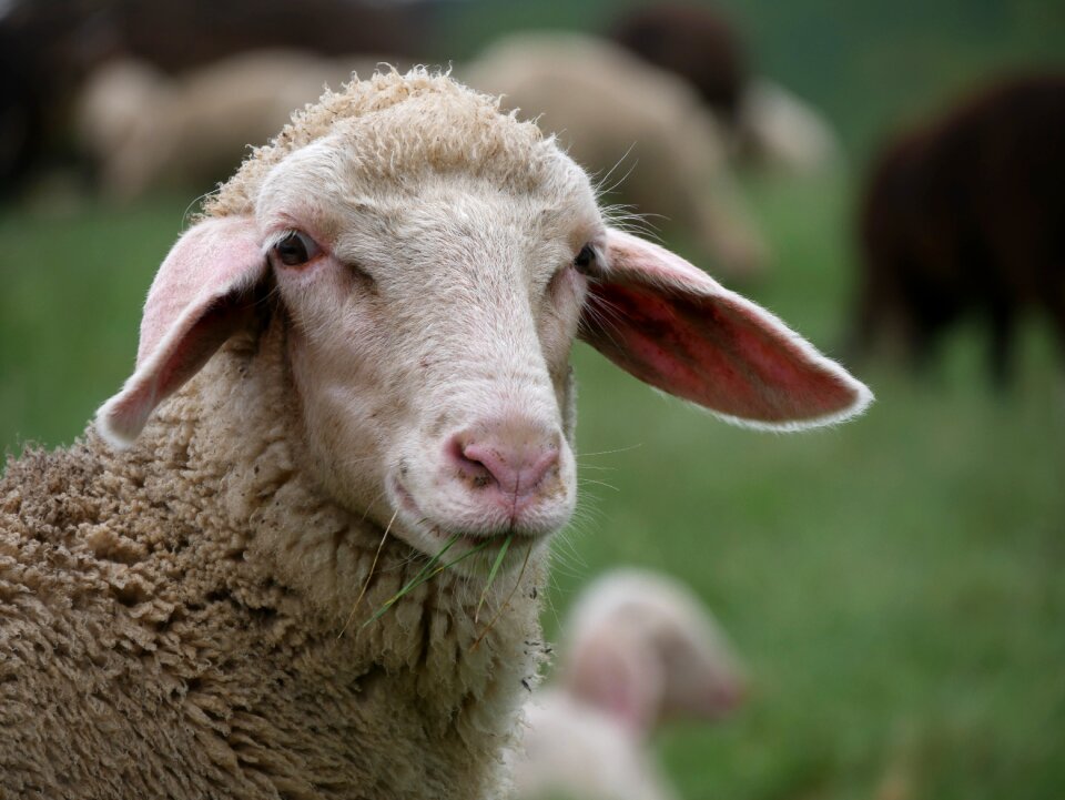 Flock of sheep graze meadow