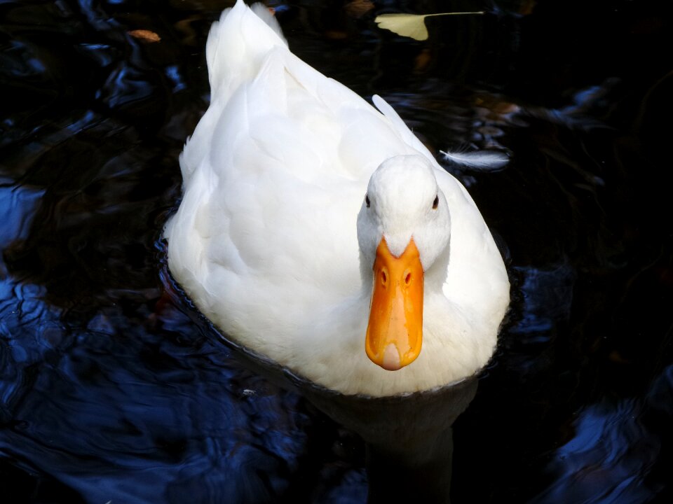 Swim nature bird