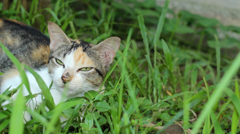 Cute animal funny