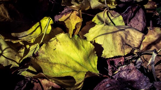 Nature yellow season
