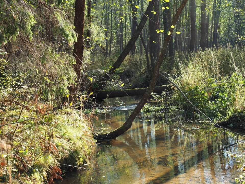 Autumn forest plant photo