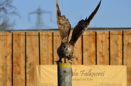 Bird raptor falconry