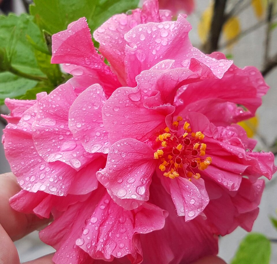 Flowers nature tranquility