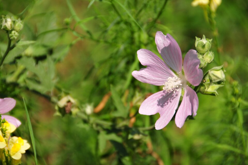 Nature floral natural