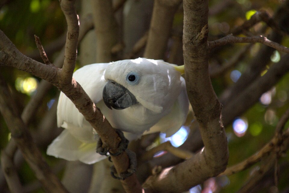 Bird animal white cockatoo