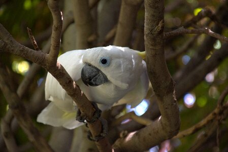 Bird animal white cockatoo