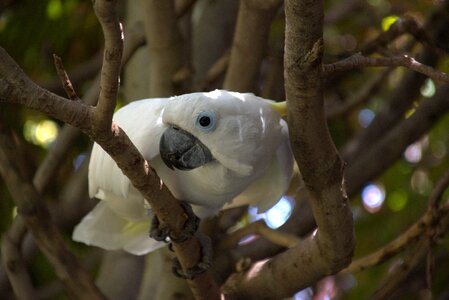 Bird animal white cockatoo photo