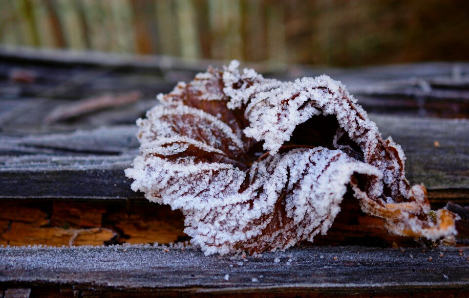 Winter hoarfrost cold